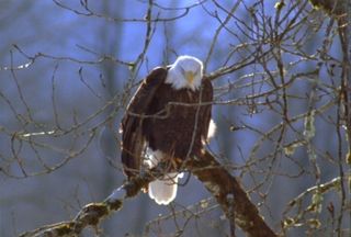 动态鸟素材下载