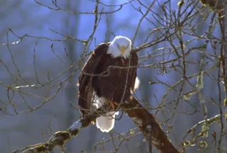 动态鸟素材下载
