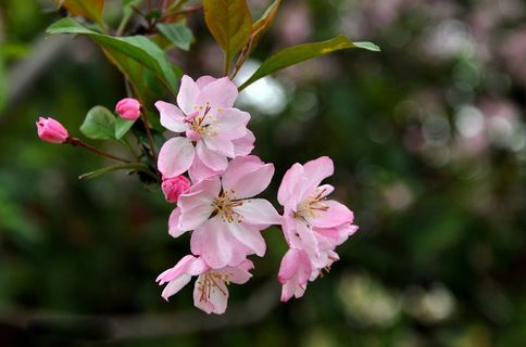 海棠花 花朵 背景图片