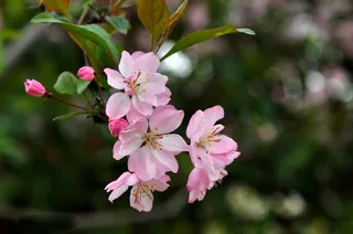 海棠花 花朵 背景图片