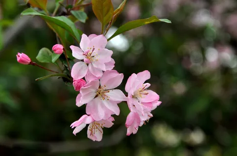 海棠花 花朵 背景图片 海棠花 花朵 背景图片