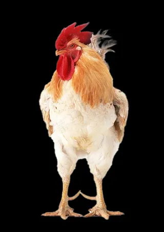 鸡免抠素材PSD分层