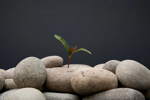 在石堆里的一棵绿叶小草图片 在石堆里的一棵绿叶小草图片