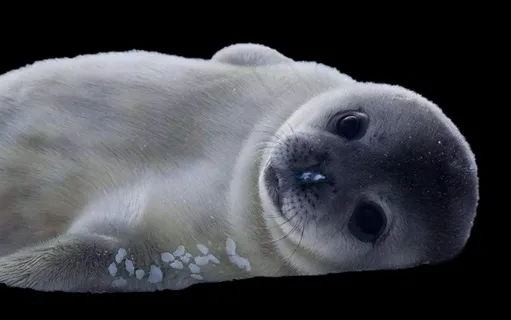 海豹免抠素材PSD分层