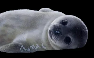 海豹免抠素材PSD分层