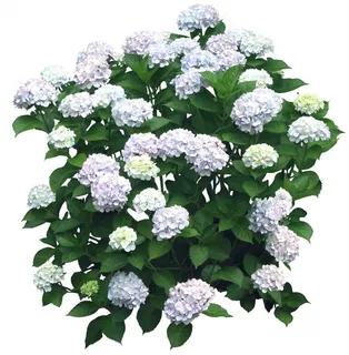 花卉后期素材 花卉后期素材