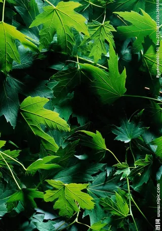 绿色植物背景素材图片