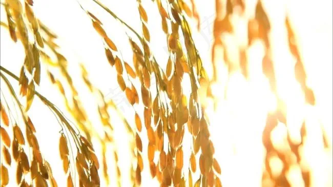 稻穗特写视频