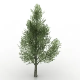 绿色的树木三维模型 绿色的树木三维模型