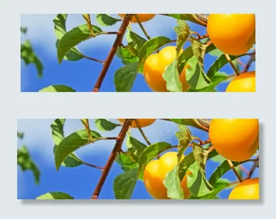 绿色全屏大图蔬菜生鲜企业网店模板