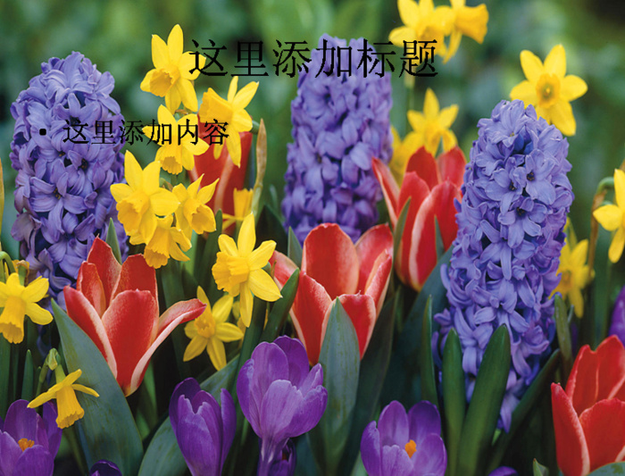 电脑桌面风景ppt鲜花怒放背景图...