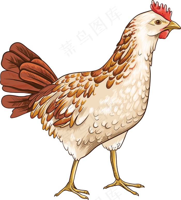 矢量鸡