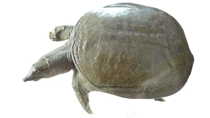 甲鱼免抠素材PSD分层psd模版下载