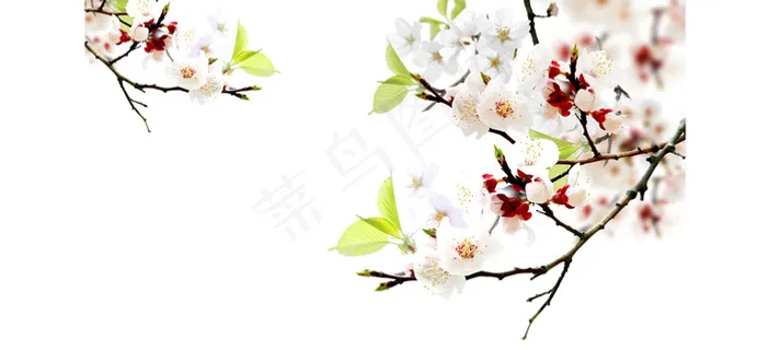 新春元素 新春元素