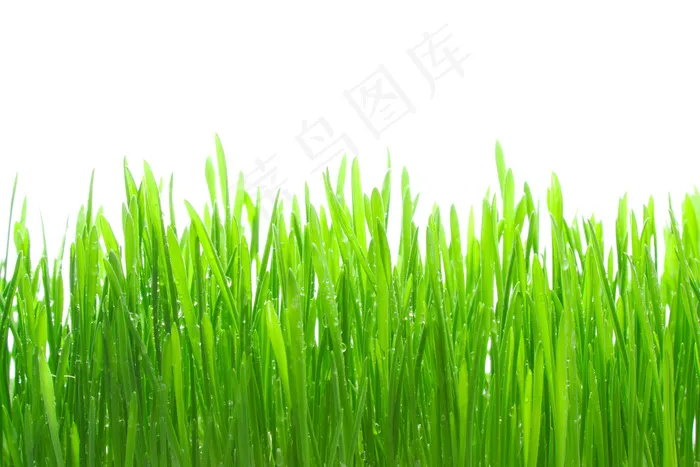 翠绿的草图片