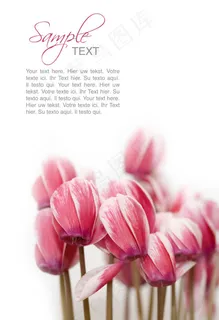 精美鲜花背景02—高清图片