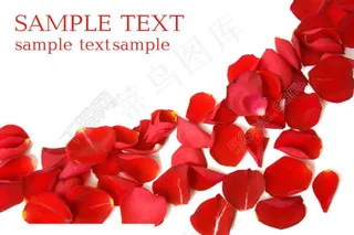 红色玫瑰花瓣图片psd分层素材