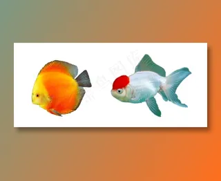 鱼 免抠素材PSD分层