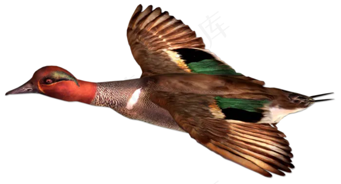 动物免抠png图片ps素材飞鸟