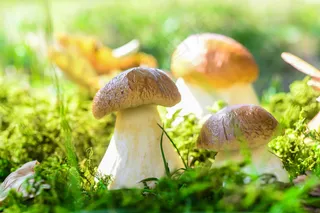 草地上的蘑菇图片