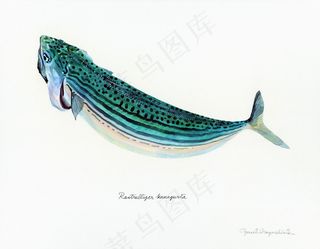 手绘小动物卡通装饰画鱼