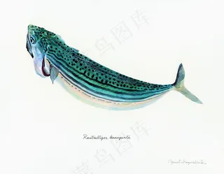 手绘小动物卡通装饰画鱼