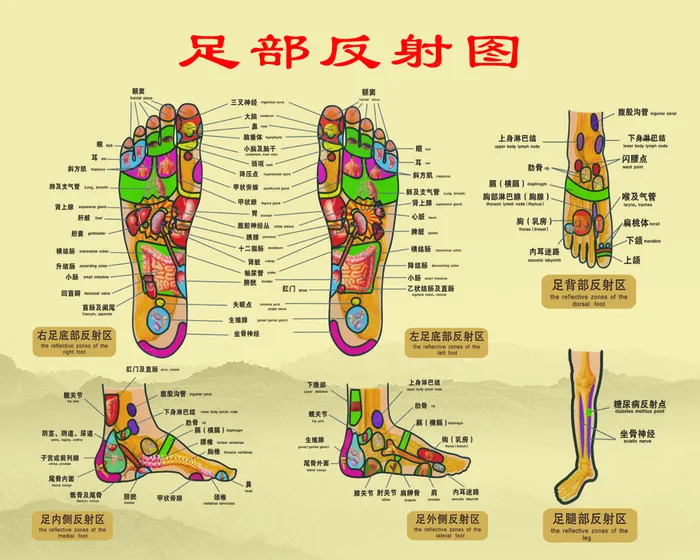 足部反射图psd模版下载