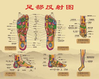 足部反射图