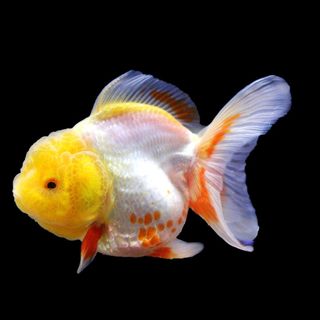 金鱼免抠素材PSD分层