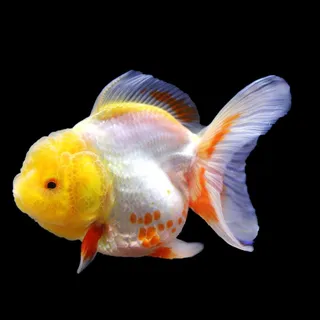 金鱼免抠素材PSD分层