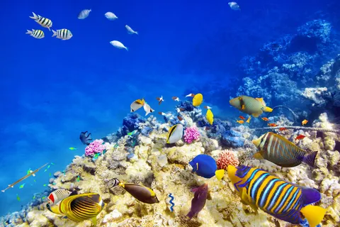珊瑚与海底鱼群图片 珊瑚与海底鱼群图片