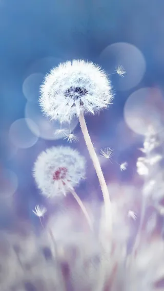 小草高清摄影图片