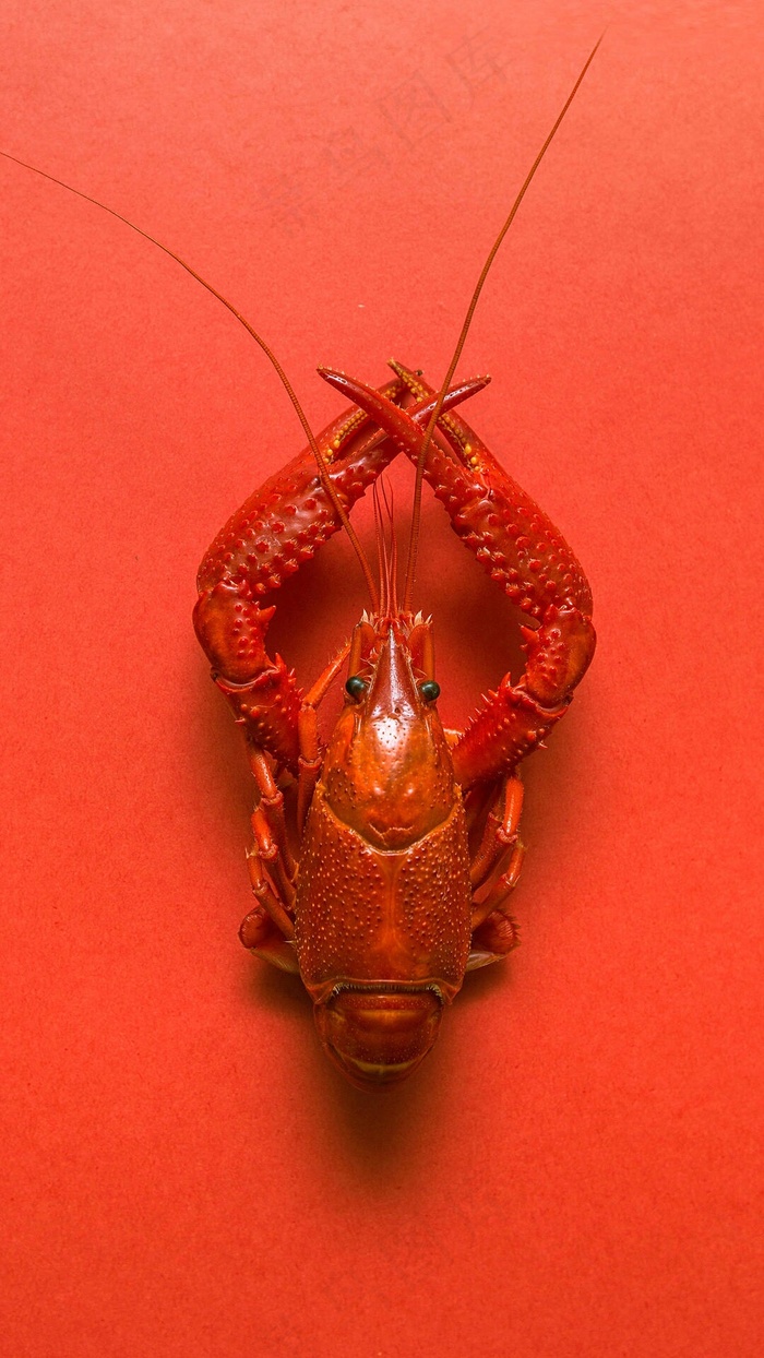 大龙虾高清摄影图片