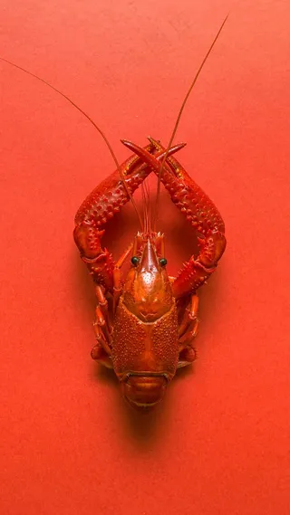 大龙虾高清摄影图片