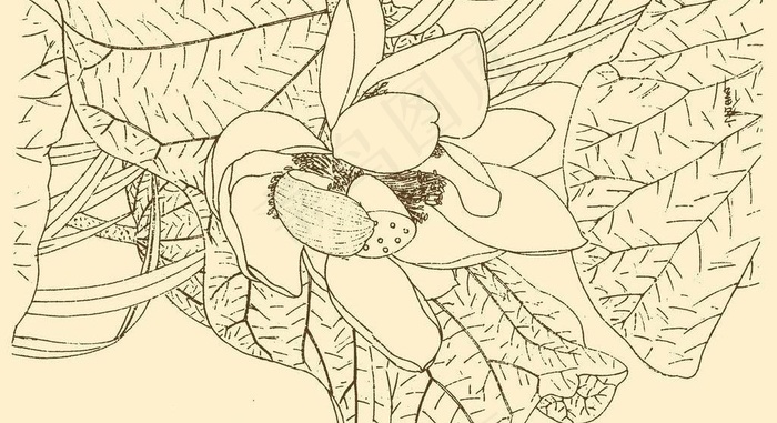 白描花卉图片