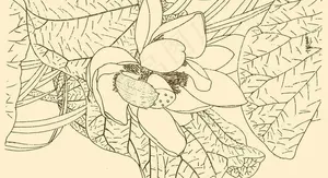 白描花卉图片