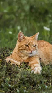 草地上的猫咪高清摄影图片 草地上的猫咪高清摄影图片