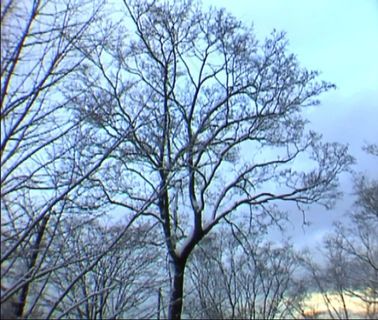 冬季森林雪景视频素材模板下载