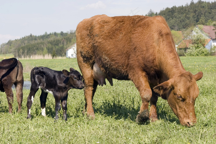 吃草的牛图片