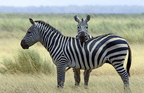 草原上的斑马图片