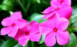 长春花图片