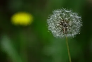 蒲公英特写高清图片（7P）