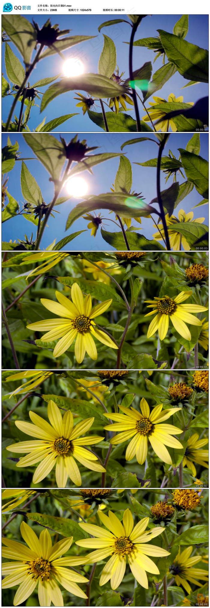 阳光照射向日葵视频素材
