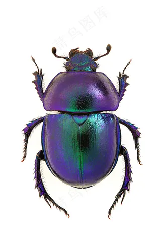 甲壳虫摄影图片