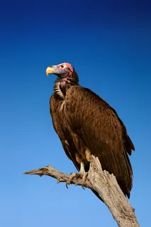 高清老鹰摄影图片