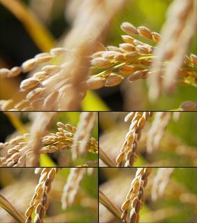 实拍阳光照射稻穗上唯美画面