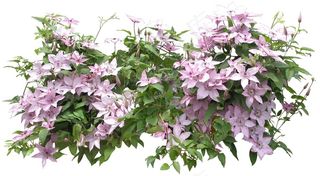 高清免抠植物铁线莲