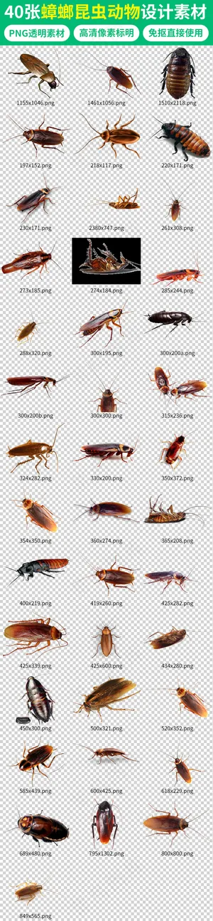 臭虫害虫蟑螂昆虫动物素材 臭虫害虫蟑螂昆虫动物素材