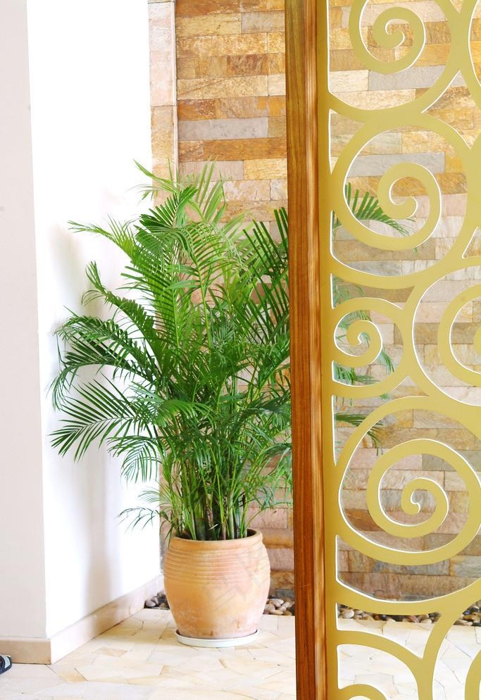 玄关 植物 室内设计