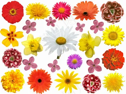 各类菊花—高清图片 各类菊花—高清图片